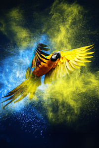 240x400 Vibrant Feathers Macaw S Colorful Dance