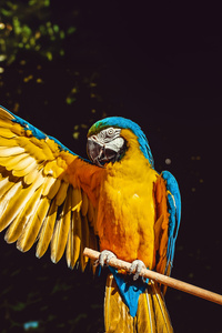 Vibrant Macaw (480x854) Resolution Wallpaper