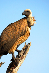Vulture Bird