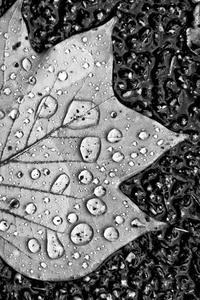 Water Droplets On Leaf Monochrome