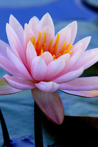 1440x2560 Water Lilies