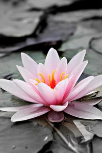 Water Lily 5k (540x960) Resolution Wallpaper