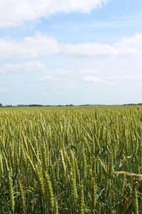 Wheat Field (1280x2120) Resolution Wallpaper