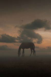 360x640 Whispers Of The Wild A Horse S Moment Of Peace In The Meadow