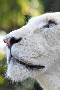 White Lion Head 4k