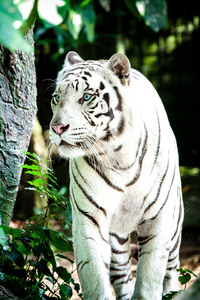 White Tiger 4k