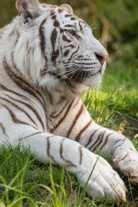 White Tiger 5k