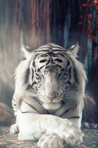 White Tiger Dreamy (320x568) Resolution Wallpaper