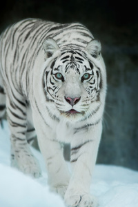 White Tiger In Snow (640x1136) Resolution Wallpaper