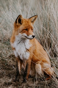 Wild Fox 5k