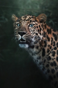 Wild Jaguar (240x320) Resolution Wallpaper