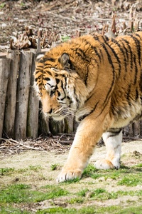 Wild Tiger In Zoo 5k (1125x2436) Resolution Wallpaper