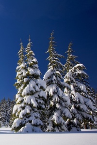 Winter Snow Pine Trees