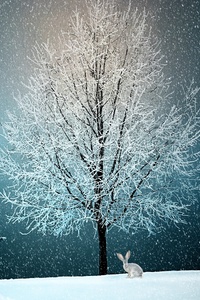 Winter Snow Tree 5k