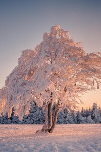 480x800 Winter Snow Trees