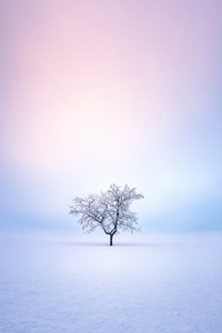 Winter Trees Snow 4k (640x960) Resolution Wallpaper