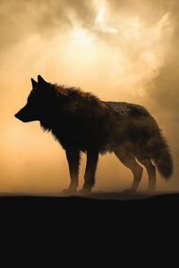 Wolf Dark Night 5k