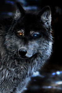 Wolf Heterochromia Fantasy