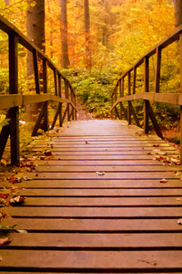 Wooden Bridge Forest Autumn Leaves (1080x1920) Resolution Wallpaper