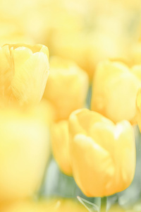 1080x2160 Yellow Flowers Minimal 4k