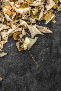 Yellow Leaves On Ground 5k (640x960) Resolution Wallpaper