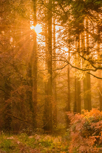 Yellow Sunset Rays In Forest (320x480) Resolution Wallpaper