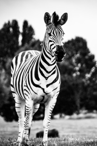 Zebra Black And White 4k 5k (1125x2436) Resolution Wallpaper